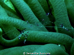 Jumpy anemone shrimp, in all its grace by Samantha Buonvino 